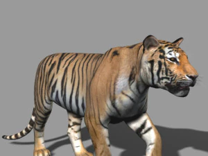 the ultimate cgi tiger 3D Model