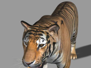 the ultimate cgi tiger 3D Model