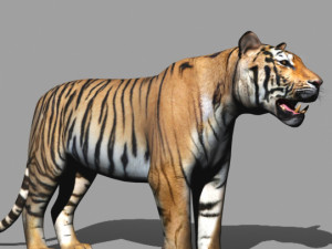 the ultimate cgi tiger Modelo 3D