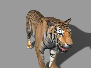 the ultimate cgi tiger 3D Model