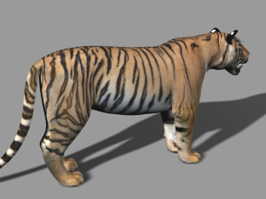 the ultimate cgi tiger Modelo 3D