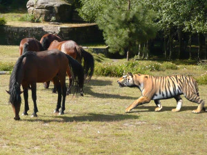 the ultimate cgi tiger 3D Model