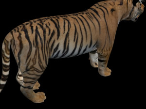 the ultimate cgi tiger Modelo 3D