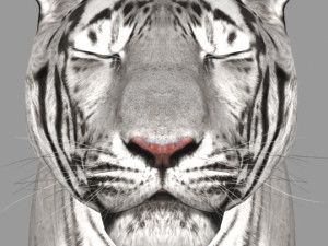 the ultimate cgi tiger Modelo 3D