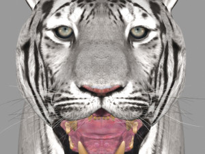 the ultimate cgi tiger Modelo 3D
