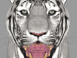 the ultimate cgi tiger 3D Model