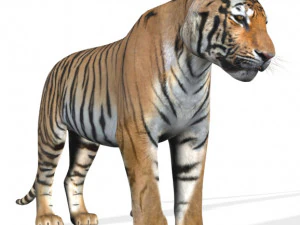 the ultimate cgi tiger 3D Model