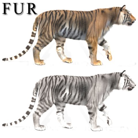 professional cgi tiger fur Modelo 3D .c4d .max .obj .3ds .fbx .stl .blend 