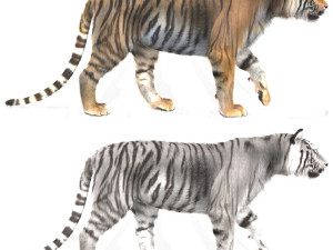 professional cgi tiger fur 3D Model