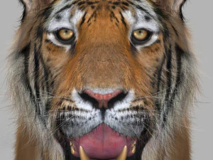 professional cgi tiger fur 3D Model