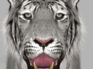professional cgi tiger fur 3D Model