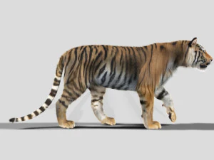 professional cgi tiger fur 3D Model