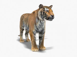 professional cgi tiger fur 3D Model