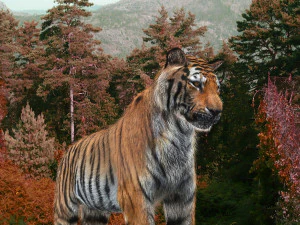 professional cgi tiger fur 3D Model