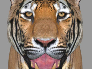 professional cgi tiger fur 3D Model