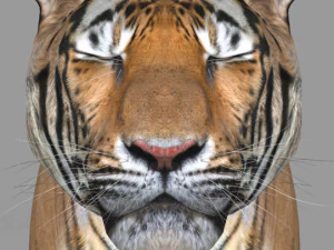 professional cgi tiger fur 3D Model