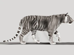 professional cgi tiger fur 3D Model
