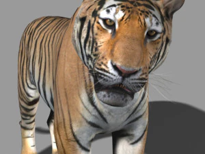 professional cgi tiger fur 3D Model