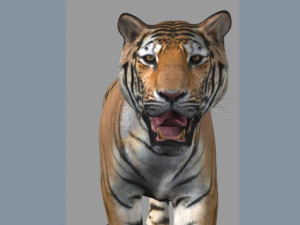 professional cgi tiger fur Modelo 3D