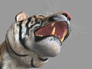 professional cgi tiger fur 3D Model