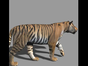 professional cgi tiger fur 3D Model