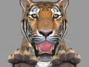 professional cgi tiger fur 3D Model