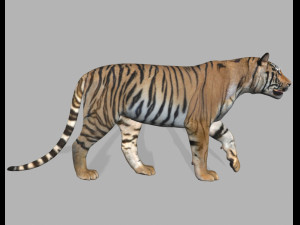 professional cgi tiger fur Modelo 3D