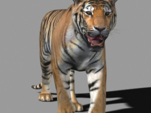 professional cgi tiger fur Modelo 3D