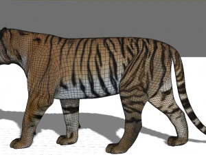 professional cgi tiger fur 3D Model
