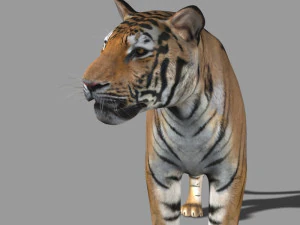 professional cgi tiger fur 3D Model