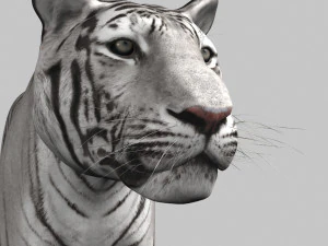 professional cgi tiger fur 3D Model
