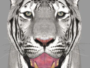 professional cgi tiger fur 3D Model