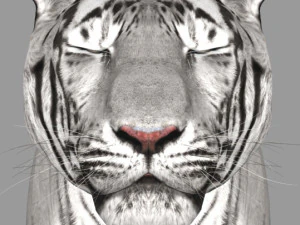 professional cgi tiger fur 3D Model