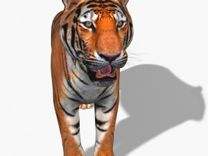 awesome tiger 3D Model
