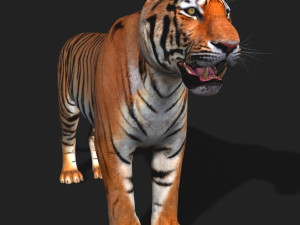 awesome tiger 3D 模型