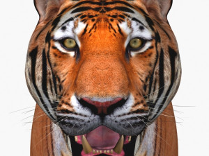 awesome tiger 3D 模型