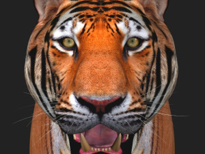 awesome tiger 3D 模型