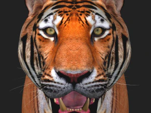 awesome tiger 3D Model