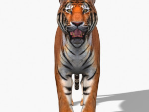 awesome tiger 3D 模型