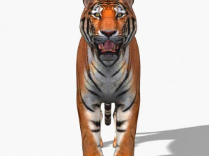 awesome tiger 3D Model