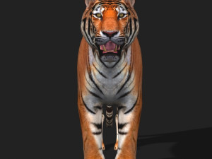 awesome tiger 3D 模型