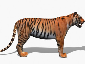 awesome tiger 3D 模型