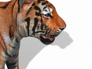 awesome tiger 3D 模型