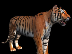 awesome tiger 3D 模型