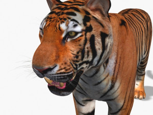 awesome tiger 3D 模型