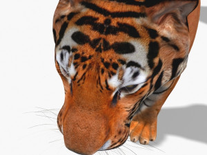 awesome tiger 3D 模型