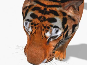awesome tiger 3D Model