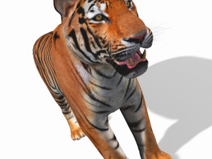 awesome tiger 3D 模型