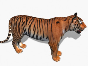 awesome tiger 3D 模型