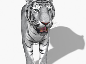 awesome white tiger 3D Model